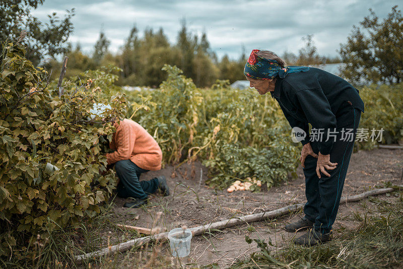 两个俄罗斯老妇人正在他们的花园里采摘黑醋栗浆果