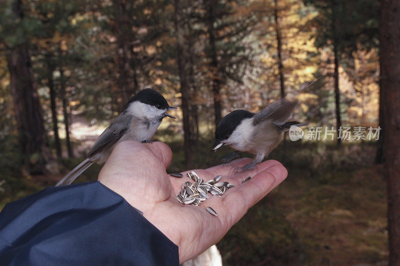 柳树山雀从手中啃食