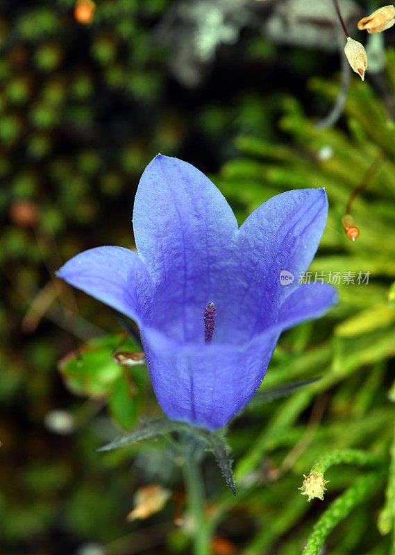 蓝铃花野花,阿拉斯加