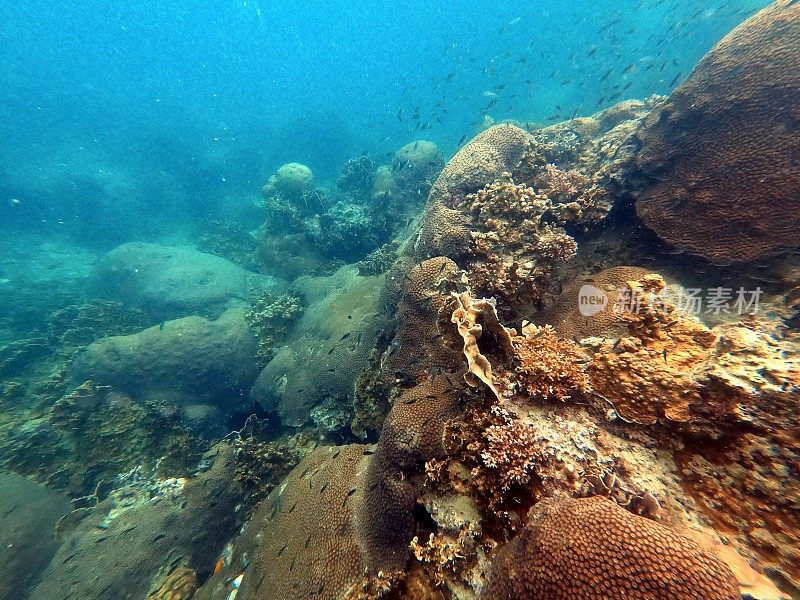 泰国古道海洋生物