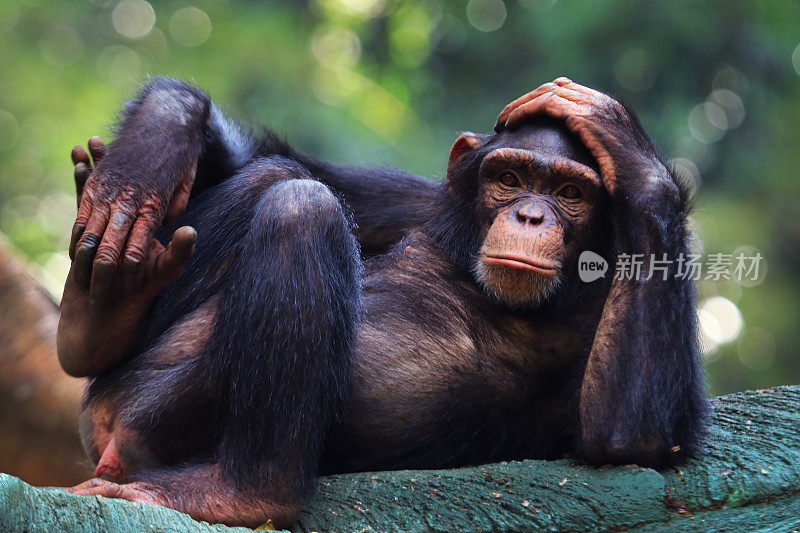 黑猩猩们对着镜头坐得很漂亮