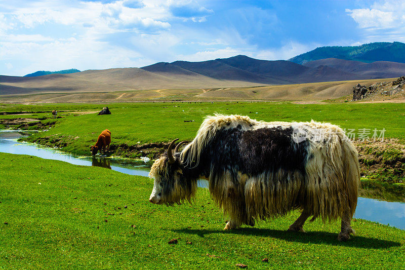 蒙古乌兰巴托市附近草原上的牦牛。蒙古自然、山水、风光。畜牧业。农业和农业在蒙古。旅游，蒙古旅游。放牧牦牛。蒙古的夏天