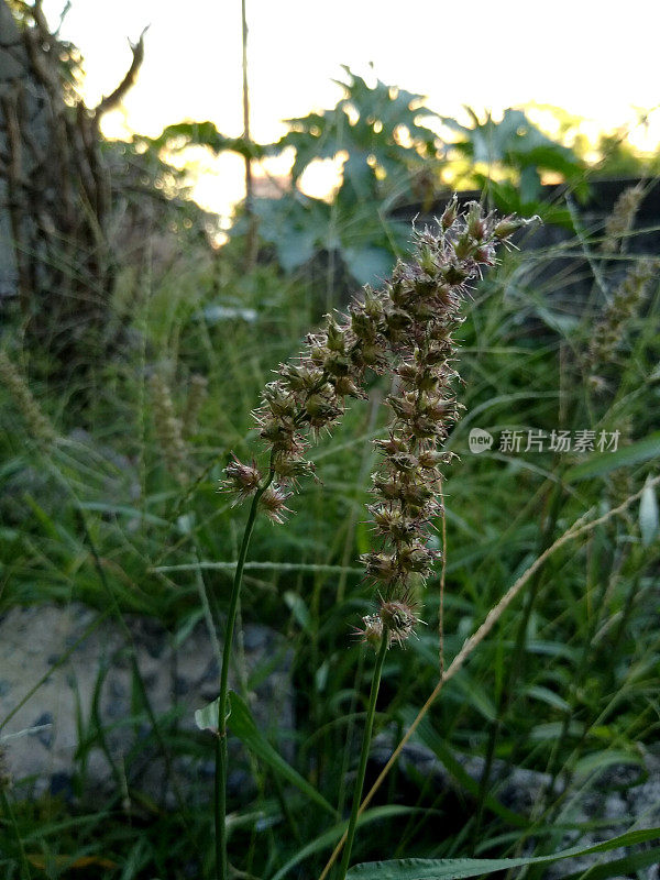 罂粟仙人掌紫锥植物