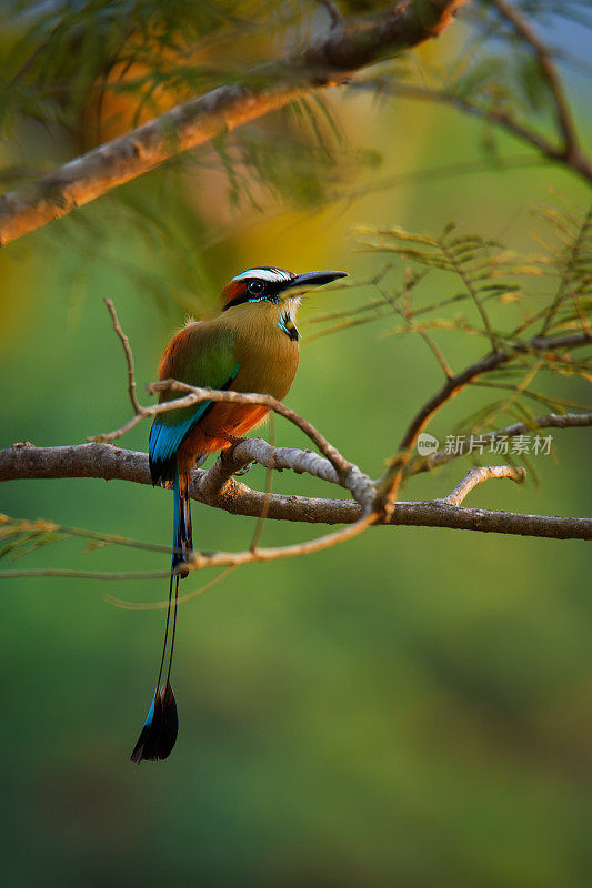 绿松石眉鸟，有长尾巴的热带鸟，产于中美洲，从墨西哥东南部到哥斯达黎加。