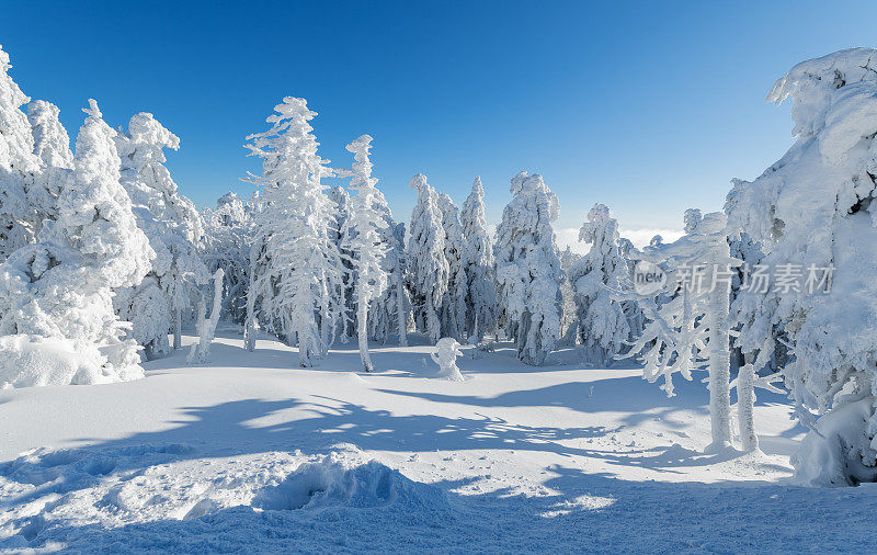 德国萨克索-安哈尔特哈尔茨山布罗肯山上的树木被雪覆盖