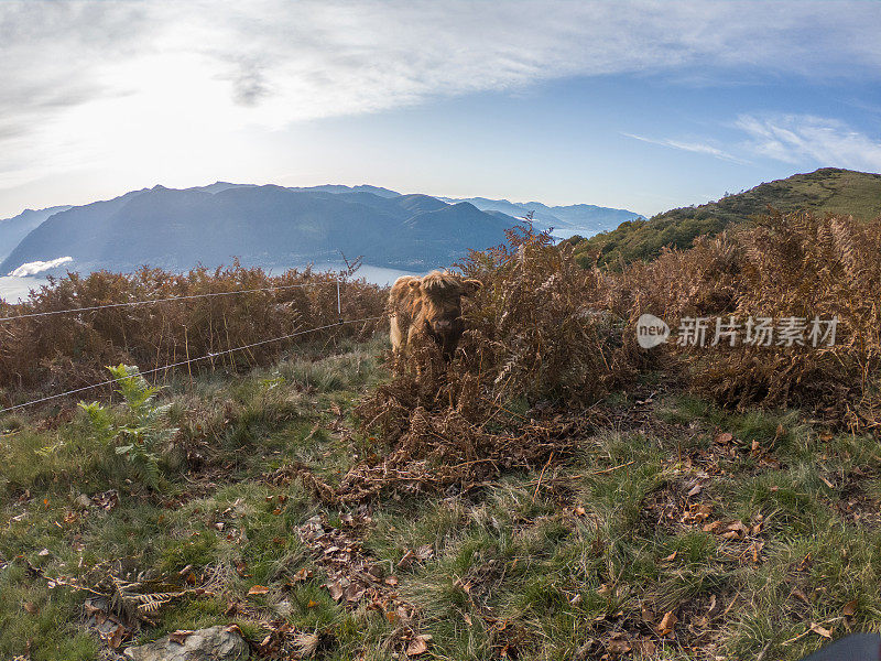 瑞士草地上的苏格兰小牛