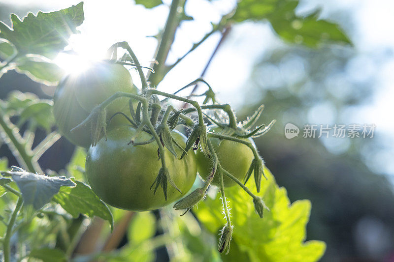 番茄在夏天的阳光下成熟