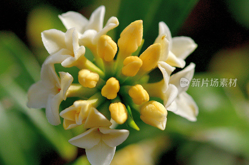 日本达芙妮