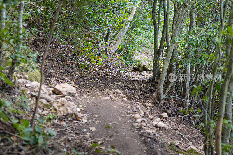 蒙特塞拉特山的森林徒步旅行路线