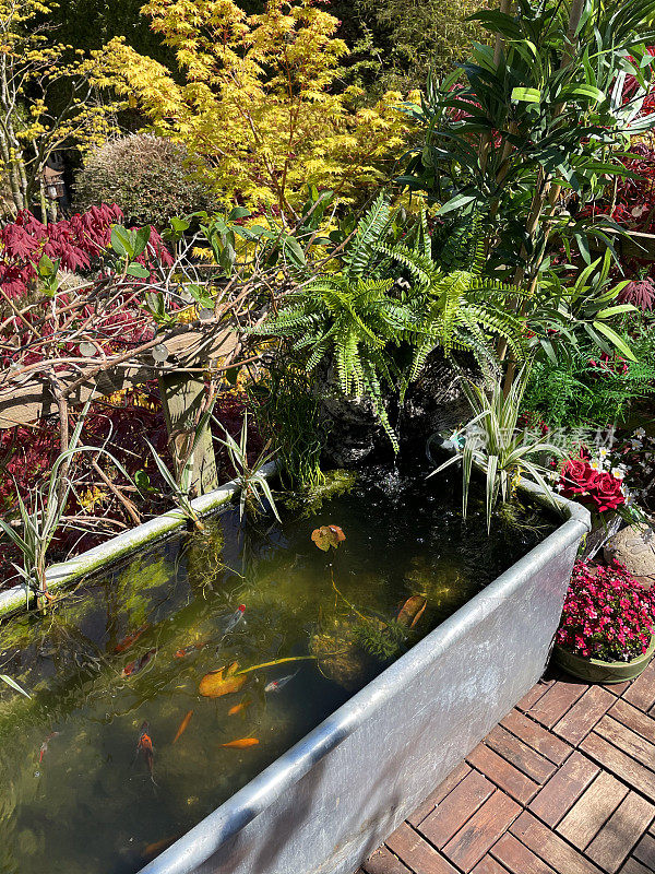 近景花园树屋露台阳台在夏天柚木甲板瓷砖，镀锌，锌槽池塘与太阳能喷泉泵和shubunkin金鱼，周围盆栽开花植物，升高的视野