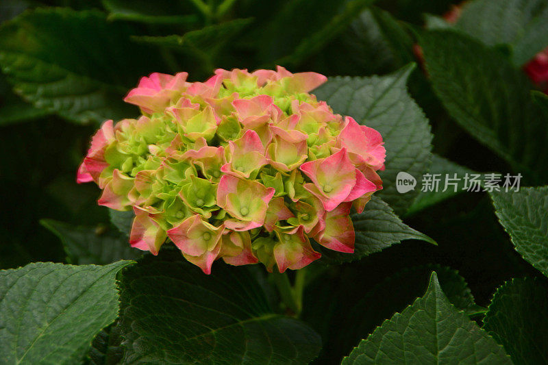 绣球花macrophylla