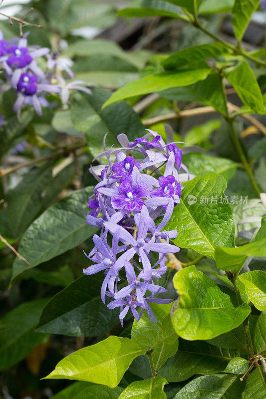 蓝色开花和开花的热带灌木