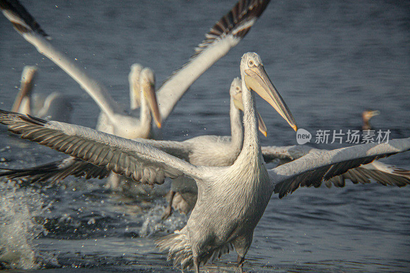 海面上的鹈鹕