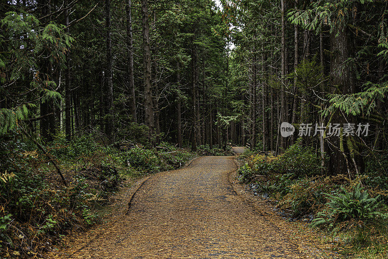 多用途道路(MUP)，穿过环太平洋国家公园保护区，托菲诺，不列颠哥伦比亚省。