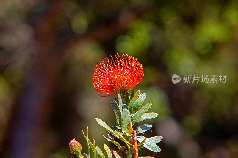 山龙眼花