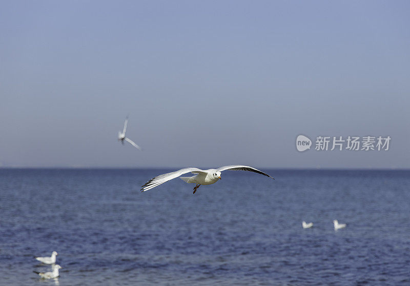 海鸥飞过海滩