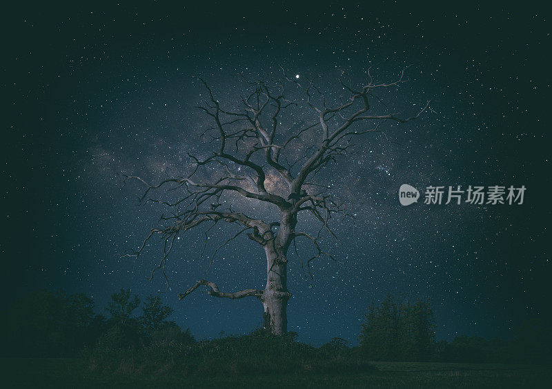 壮观的死树和夜空