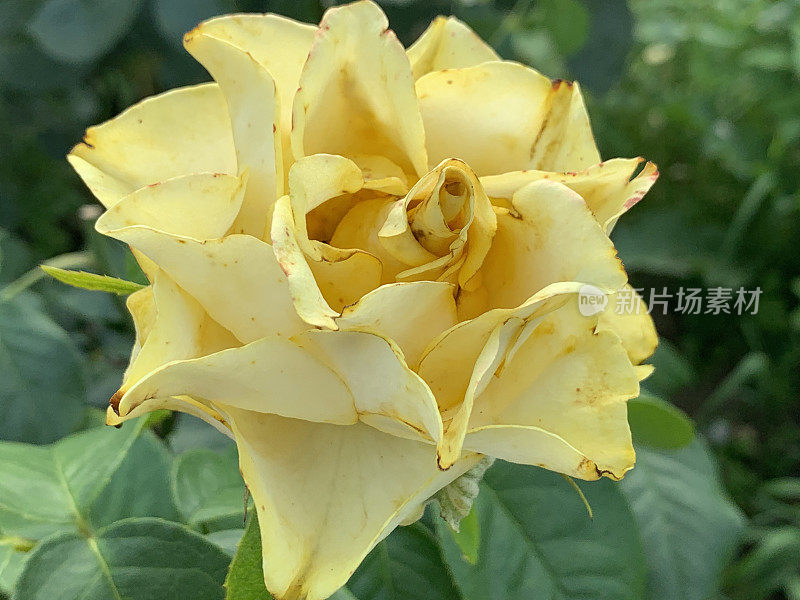 美丽的黄色玫瑰特写。