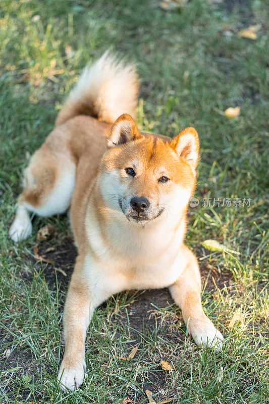 快乐的狗。微笑的柴犬，生活方式意象快乐和满足的狗户外(花园或公园)，享受生活