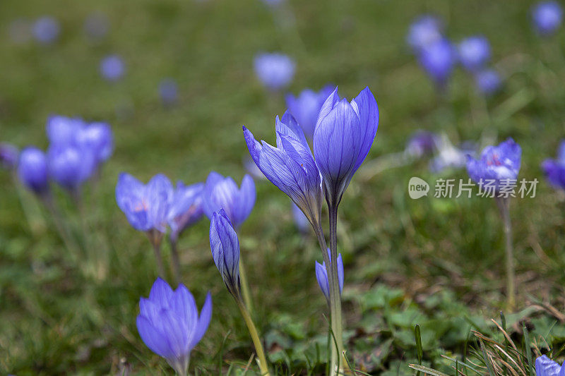 紫色番红花，在秋天。