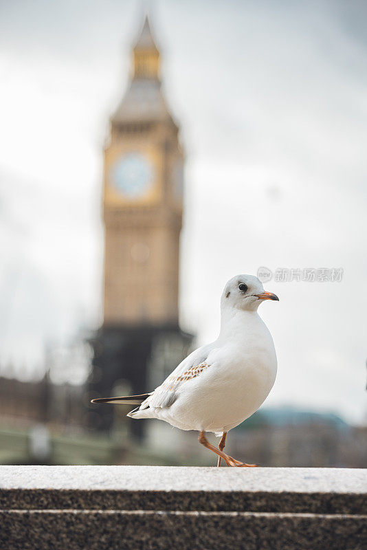 英国伦敦，海鸥站在大本钟前