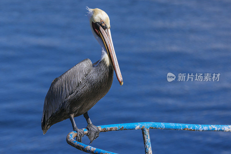 褐鹈鹕(西花鹈鹕)