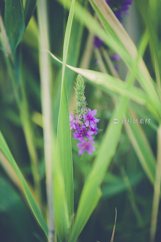 香蒲花开花了