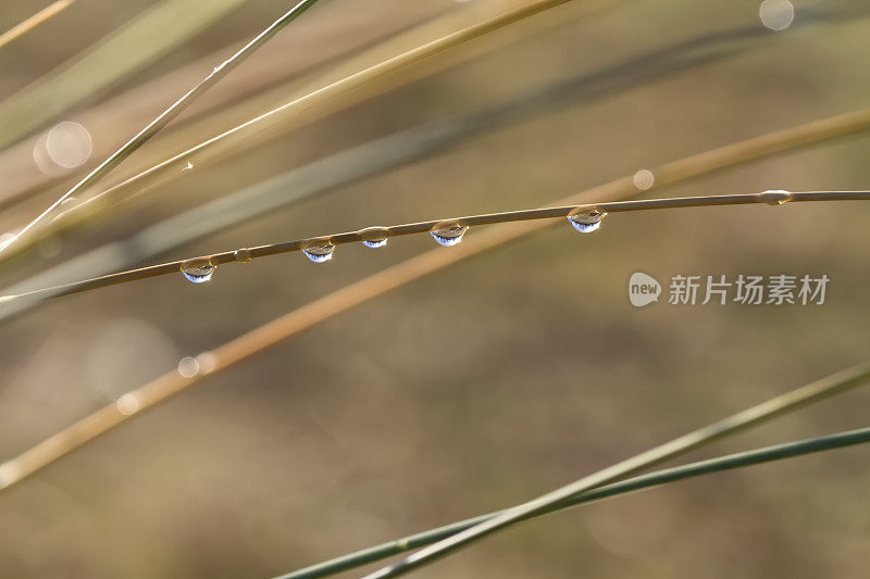 草上的水滴