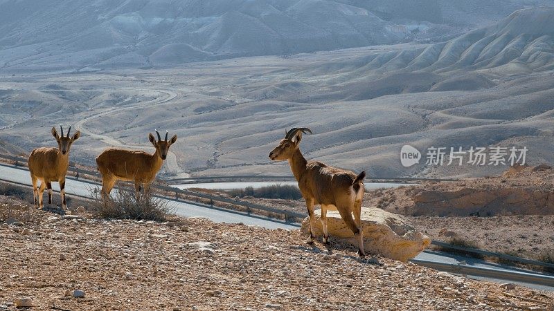 沙漠中路边的野山羊在相机里看着