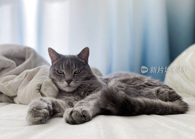 一只漂亮的灰猫躺在主人的床上，舒舒服服地躺着，爪子伸展着
