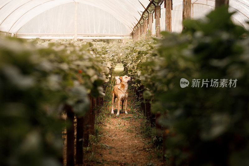 狗狗在有机草莓温室里散步