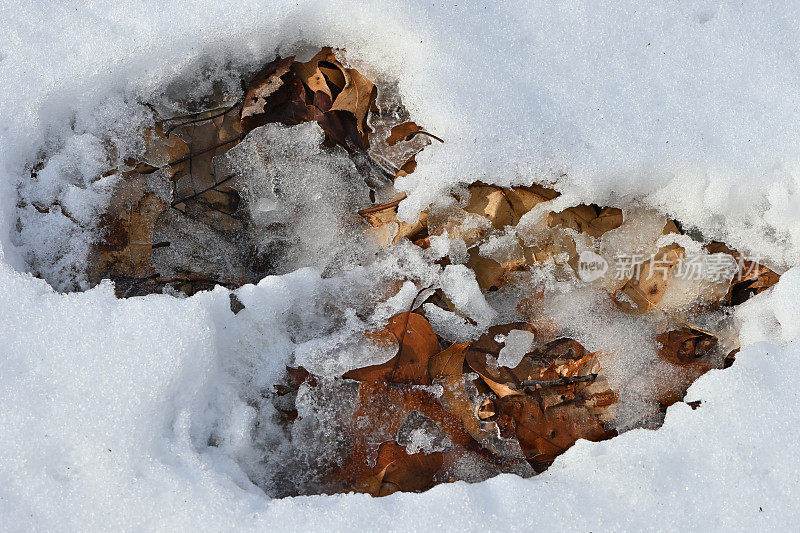 黑熊在雪地上留下的前后痕迹