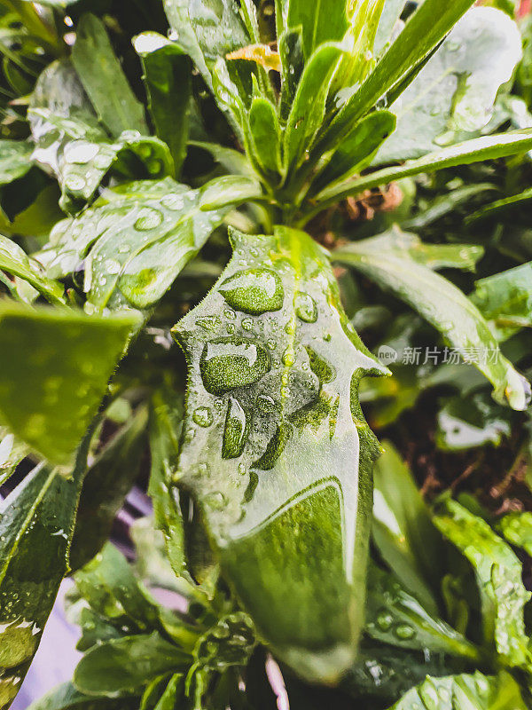 绿色的花园植物被雨滴覆盖。