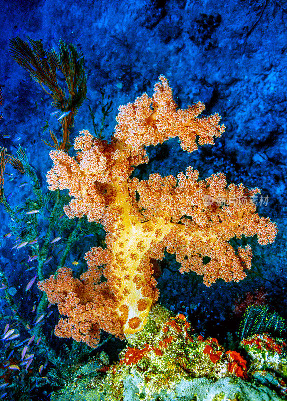 斐济群岛海岸附近的软珊瑚
