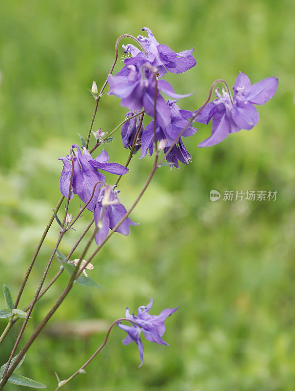 耧斗菜(耧斗菜属)