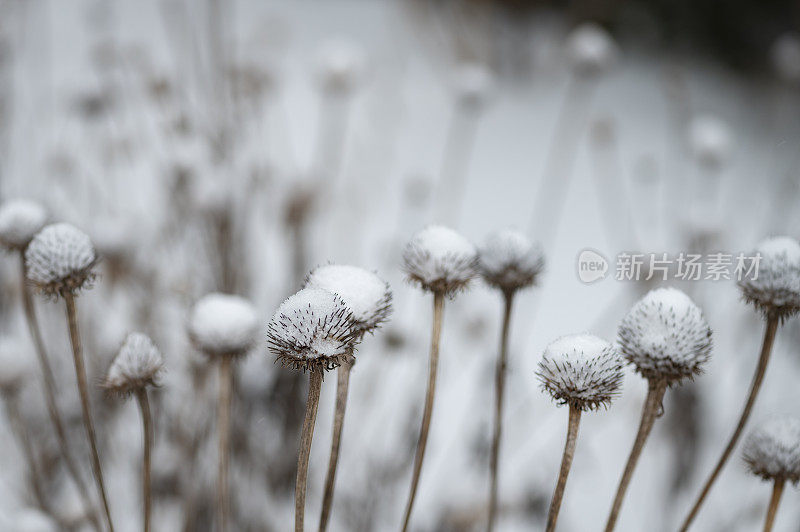 冬天被雪覆盖的松果花