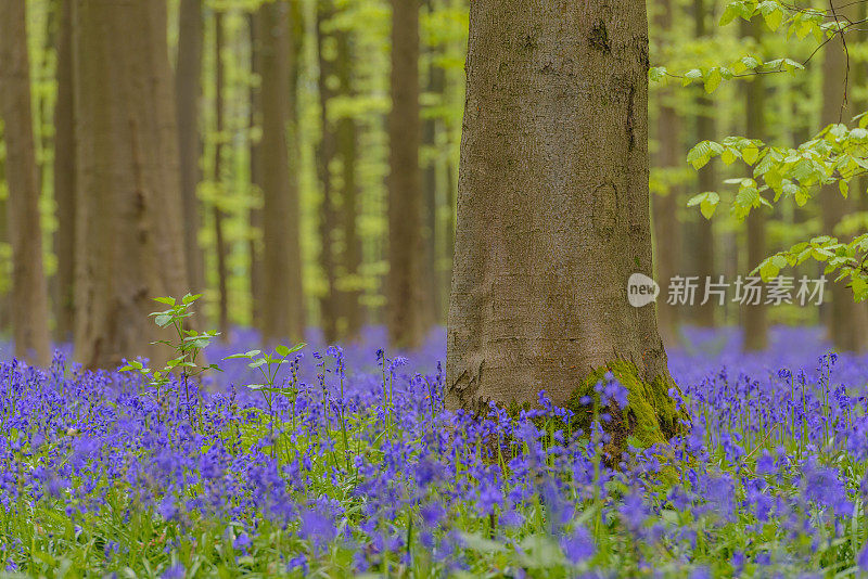 在一个春天的早晨，风信子在山毛榉林中开花