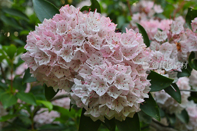 粉红色的山月桂花特写