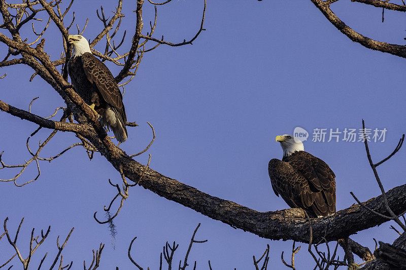 在佛罗里达州的基西米外，晴朗的蓝天下，两只美国秃鹰栖息在一棵老松树上