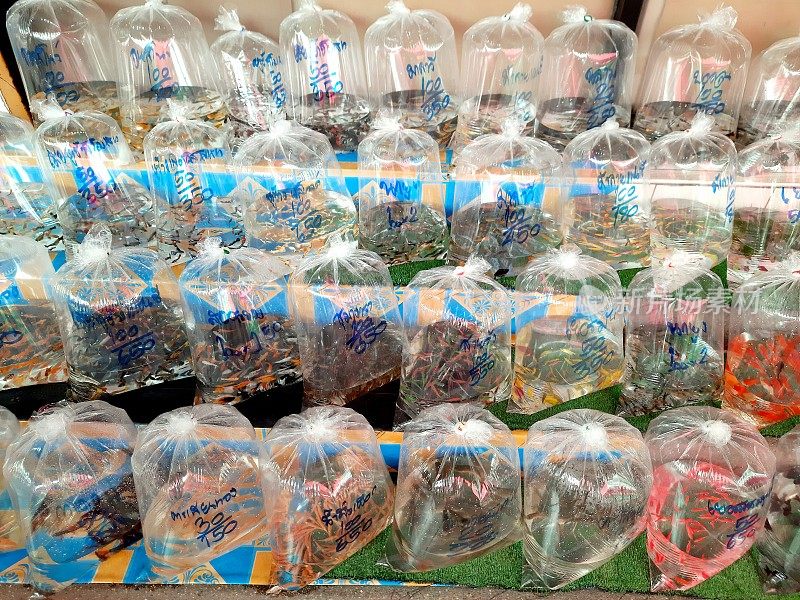 水族鱼宠物出售塑料袋-宠物商店在曼谷，泰国。