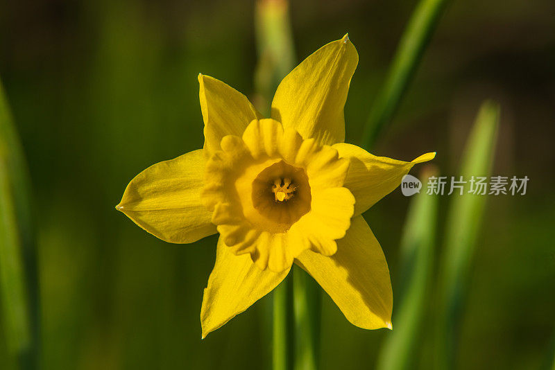 一朵盛开的黄水仙花的特写