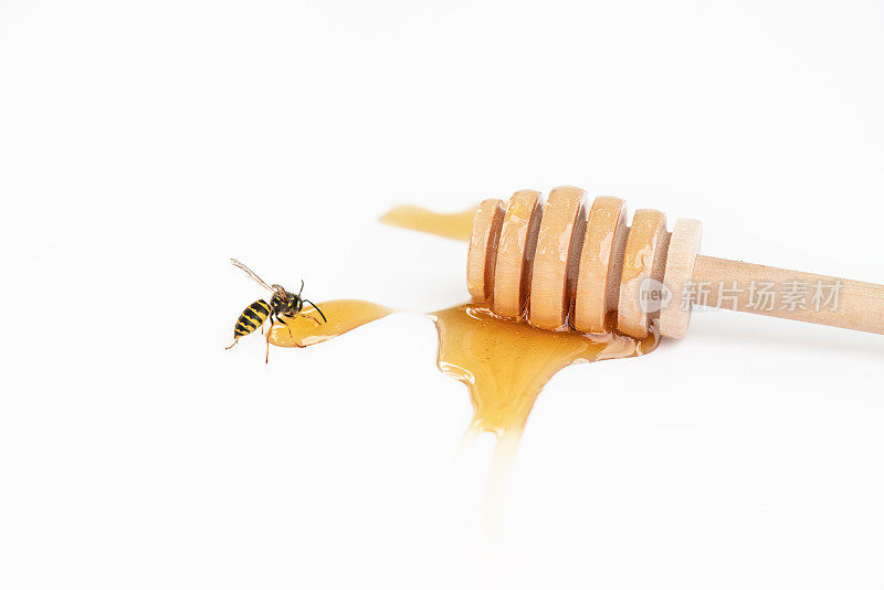 黄蜂和木制蜂蜜勺，白色背景上有蜂蜜滴