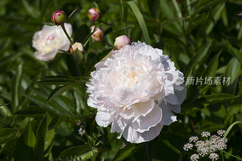 花园里牡丹花开