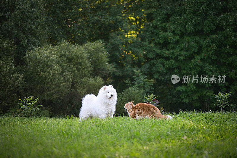 萨摩耶狗和一只漂亮的红色缅因猫在花园里散步