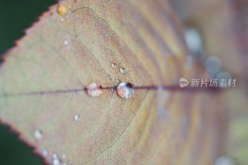 雨滴落在玫瑰叶子上