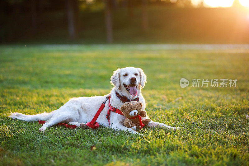 在美丽的公园里，一只金毛猎犬坐在夕阳下的草地上