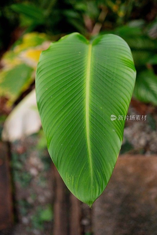 郁郁葱葱的绿色植物在热带丛林森林马来西亚槟城岛