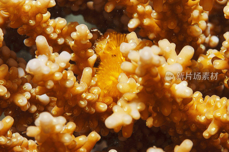 手指珊瑚海洋生物宏观，近距离观察。珊瑚礁水下照片水肺潜水员视角红海