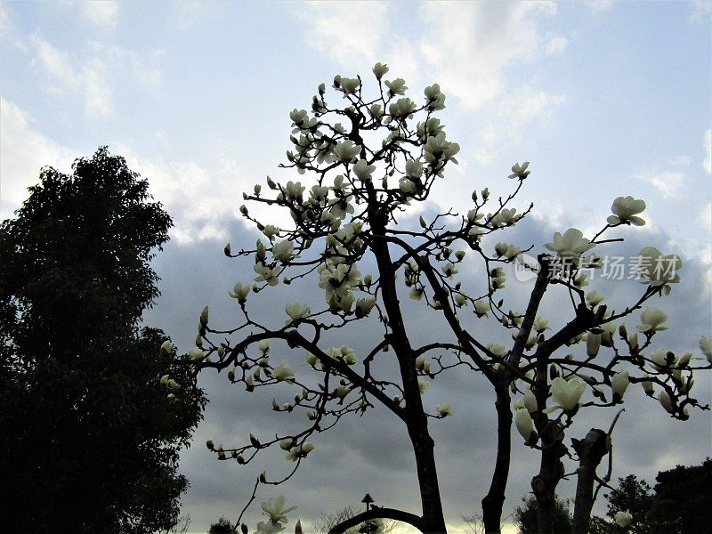 日本。3月。木兰树开始开花了。