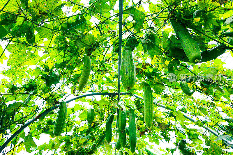 丝瓜植物